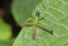 Eumastax salazari
