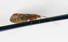 Halesus radiatus