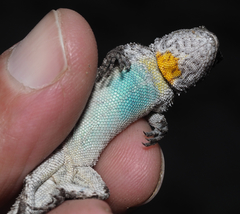 Urosaurus bicarinatus