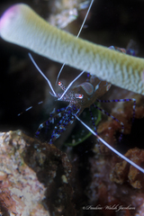 Periclimenes yucatanicus