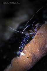 Periclimenes yucatanicus