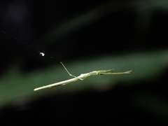 Ariamnes cylindrogaster