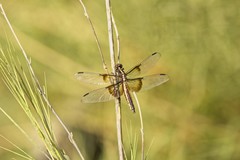 Libellula luctuosa
