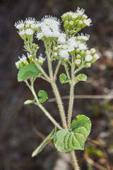 Ageratina prunellifolia