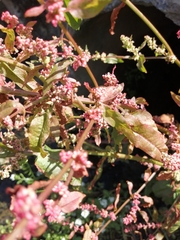 Rumex sagittatus