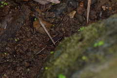 Epipedobates machalilla