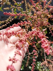Rumex sagittatus