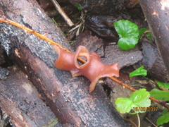 Guepinia helvelloides