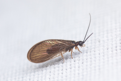 Black Spongillafly, photo 3 of 8