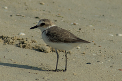 Charadrius alexandrinus