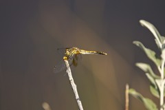 Sympetrum semicinctum
