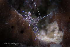 Periclimenes yucatanicus