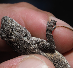 Urosaurus bicarinatus