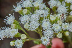 Ageratina prunellifolia