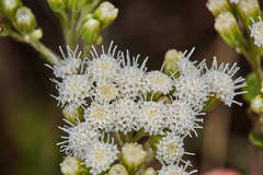 Ageratina prunellifolia