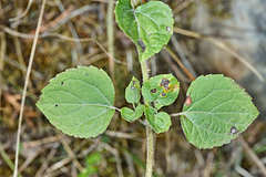 Ageratina prunellifolia