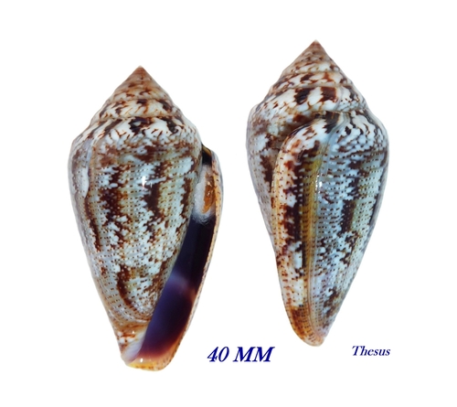 Mediterranean Cone Snail