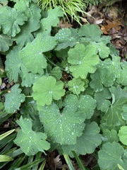 Heuchera parviflora