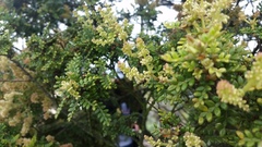 Weinmannia