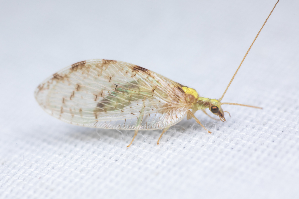 Ribbed Brown Lacewing