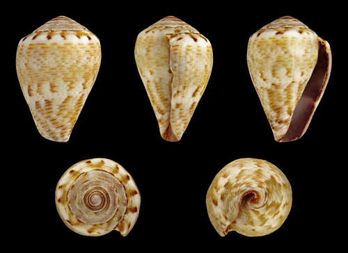 Mediterranean Cone Snail
