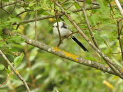 Aegithalos caudatus