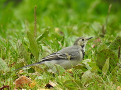 Motacilla alba