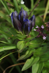Gentiana dschungarica