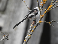 Aegithalos caudatus