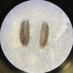Miktoniscus