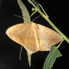 Prochoerodes tetragonata