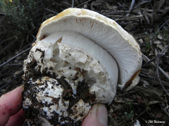 Amanita toxica