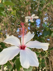 Hibiscus waimeae