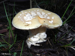 Amanita toxica