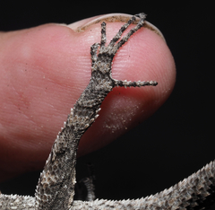 Urosaurus bicarinatus