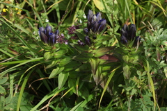 Gentiana dschungarica