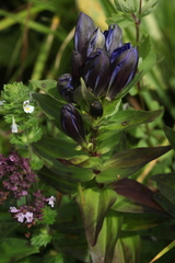 Gentiana dschungarica