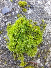 Grimmia trichophylla