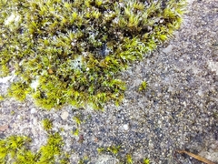 Grimmia trichophylla