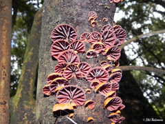 Anthracophyllum discolor