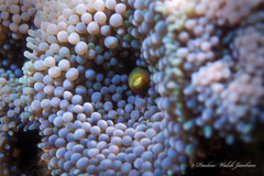 Ricordea florida