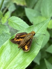 Potanthus pseudomaesa