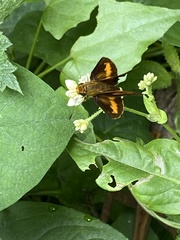 Potanthus pseudomaesa