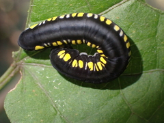 Cyclidia substigmaria