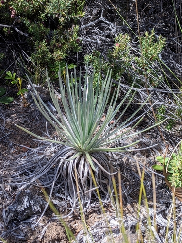 Mauna Loa Silversword (Argyroxiphium kauense)