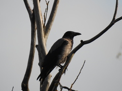 Corvus cornix