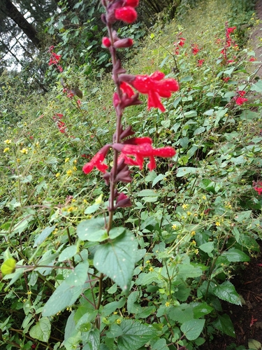 Image of Salvia fulgens by (c) Emmanuel Rovi, some rights reserved (CC BY)
