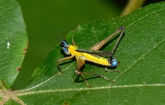 Eumastax