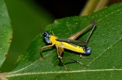 Eumastax