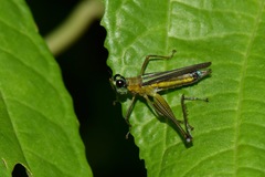 Eumastax